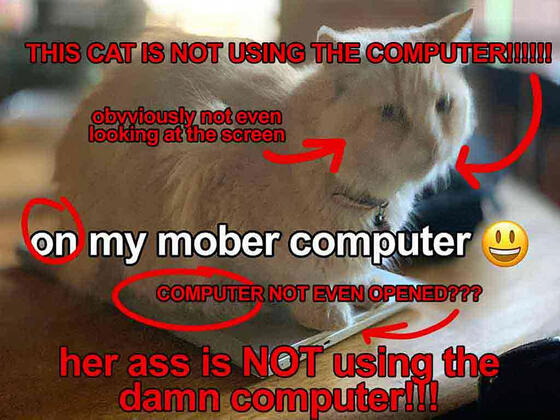 THIS CAT IS NOT USING THE COMPUTER!!!!!!